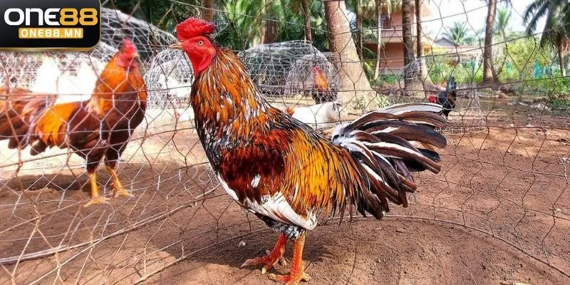 Đá Gà Ăn 8: Sảnh Cá Cược Ăn Khách Nhất Tại One88 Tổng quan về game đá gà ăn 8