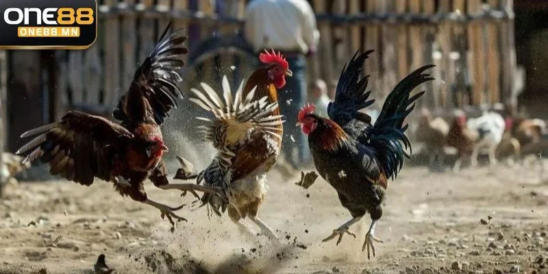 Các sảnh đá gà One88 được yêu thích nhất hiện nay