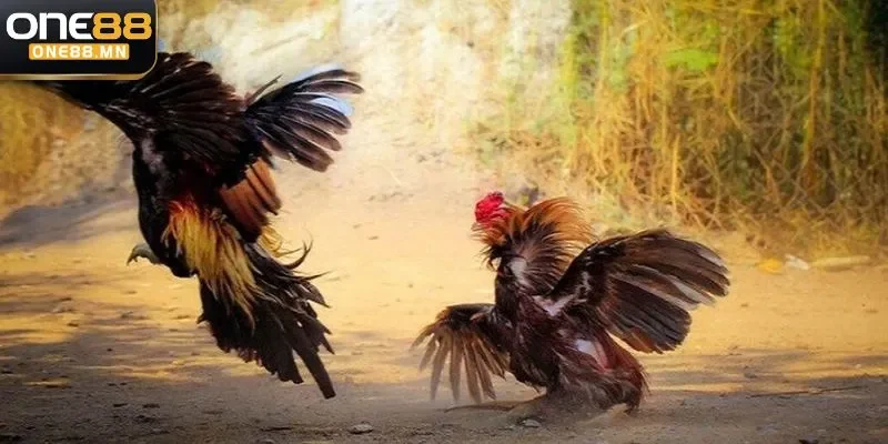 Hướng Dẫn Áp Dụng Thủ Thuật Đá Gà Chính Xác Từ One88 Áp dụng thủ thuật đá gà tăng cơ hội thắng cược